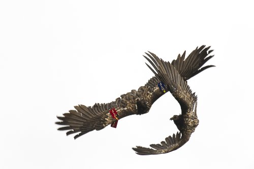 Equipo de acrobacia aérea