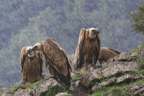 Aguantando el chaparrón