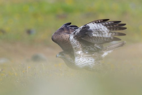 Aguila perdicera / Bonelli's eagle