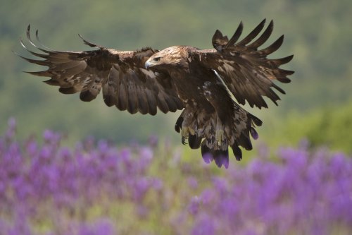 Aguila real / Golden eagle