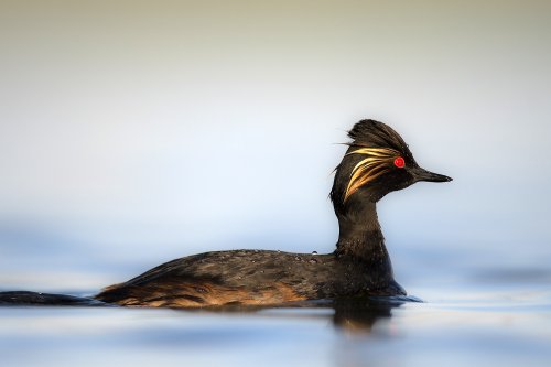 Zampullín cuellinegro