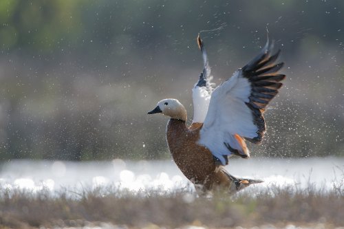Sacudiéndose las alas