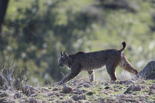 Lince caminando