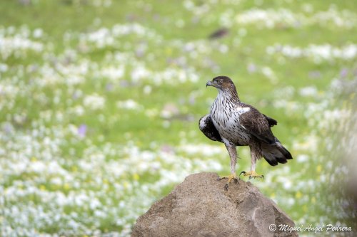 Águila de Bonelli