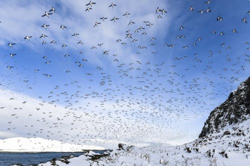 Araos en vuelo sobre Hornoya