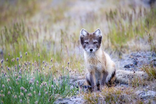 Zorro ártico posando