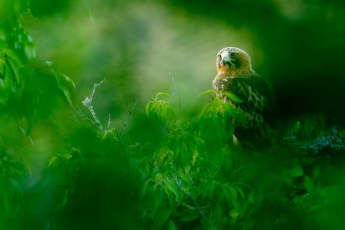 Calzada entre desenfoques