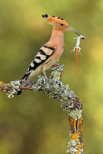 Abubilla con lagartija colirroja