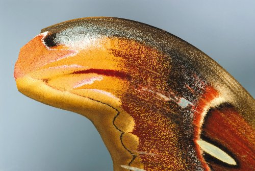 FALSA CABEZA DE SERPIENTE