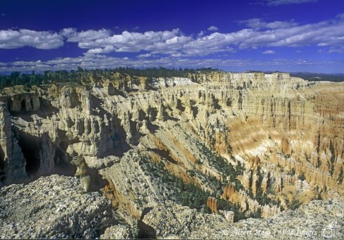 ARDILLA EN BRYCE CANYON