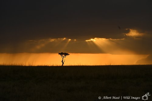 CREPÚSCULO EN MASAI MARA