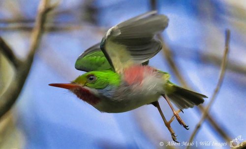 MINI AVE CON LOS COLORES DEL CARIBE