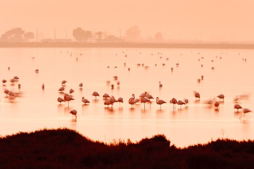 Flamencos en rosa