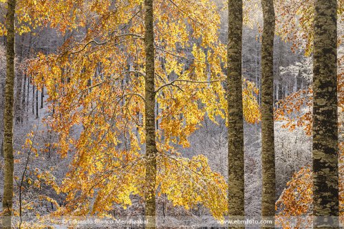 Un invierno en el otoño