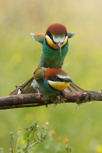 Cópula de abejarrucos