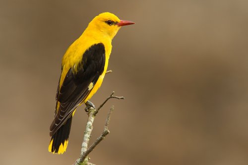 Macho de oropéndola