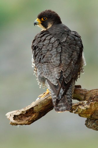 Hembra de halcón peregrino