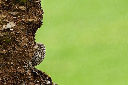Mochuelo desconfiado