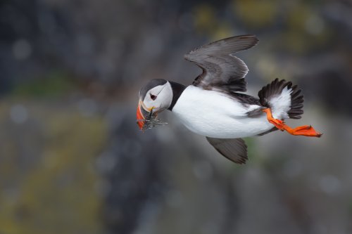 Frailecillo volando contra el viento