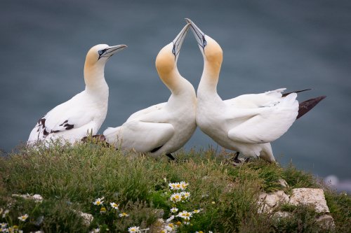 Cortejo de Alcatraces