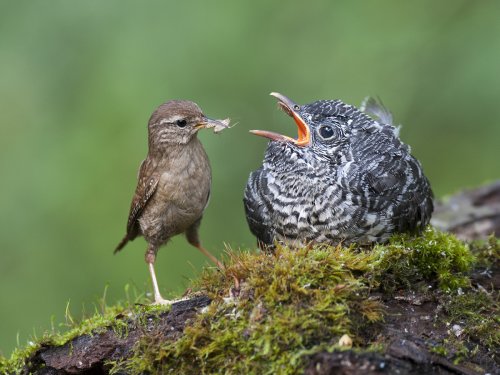 Parasitación Cuco-Chochin