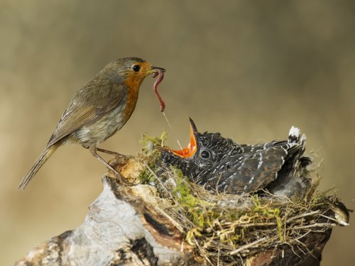 Parasitación Cuco-Petirrojo