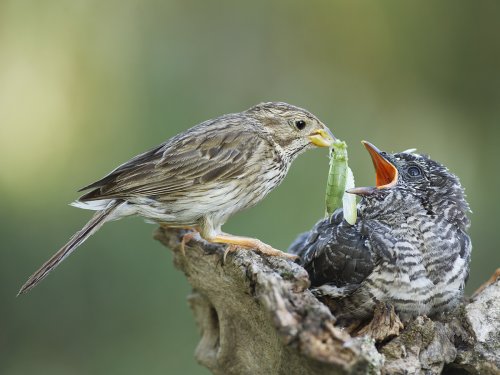 Paraitacion Cuco-Triguero