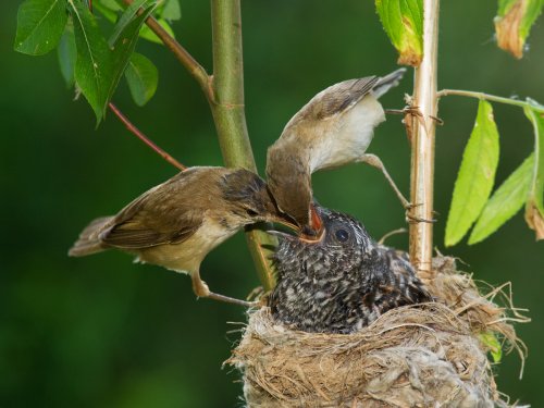 Parasitacion Cuco-Carricero