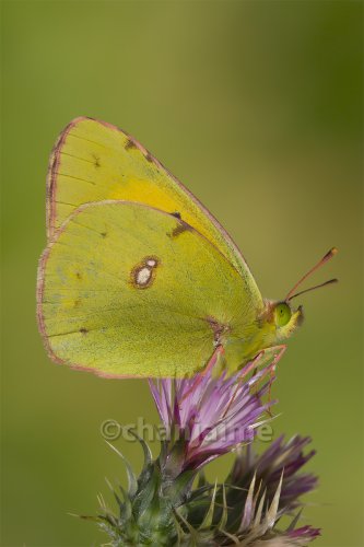 Colias crocea sobre cardillo