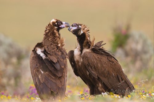 Dame un besito, tonta