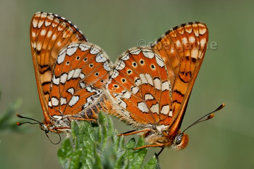 cópula de euphydryas aurinia