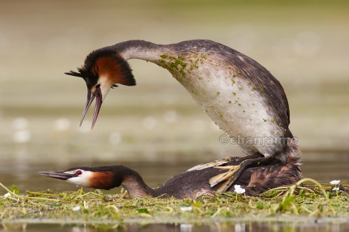 Cópula de somormujos lavancos