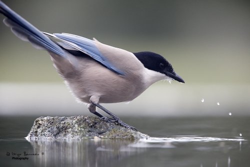 Ravilargo-(Cyanopica cyanus)