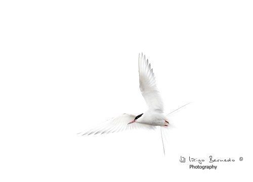Charran Ártico-Arctic Tern-(Sterna paradisaea)