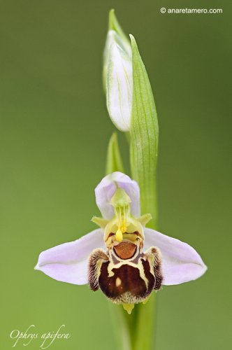 Una orquídea al día: Ophrys apifera