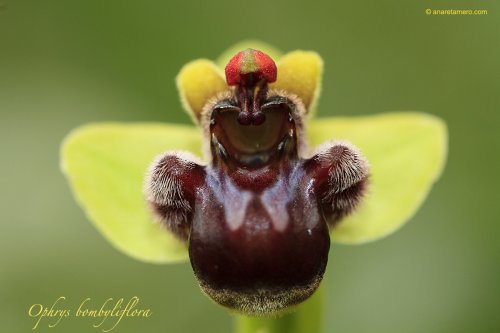 Una orquídea al día: Ophrys bombyliflora
