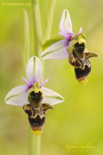 Una orquídea al día: Ophrys scolopax