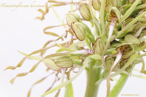 Una orquídea al día: Himantoglossum hircinum
