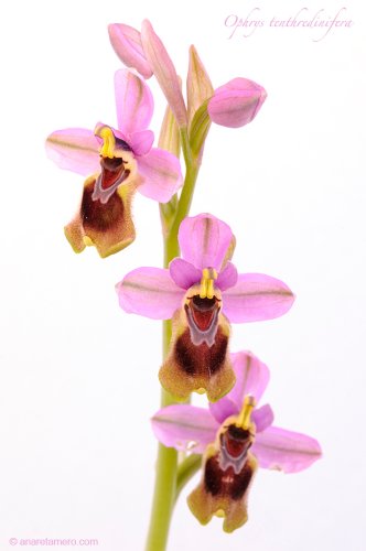 Una orquídea al día: <em>Ophrys tenthredinifera</span></em>