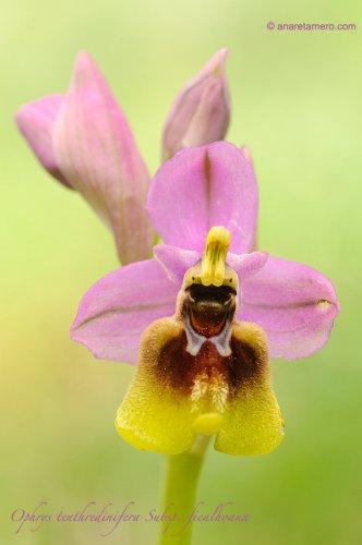 Una orquídea al día: Ophrys tenthredinifera Subsp. ficalhoana