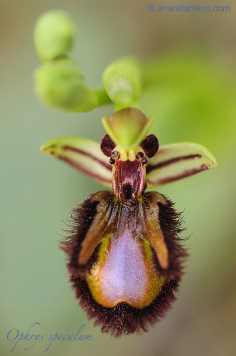 Una orquídea al día: Ophrys speculum