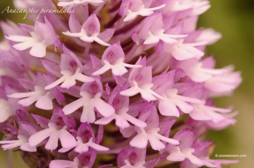 Una orquídea al día: Anacamptis piramidalis