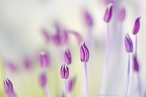 Estambres de alcaparra