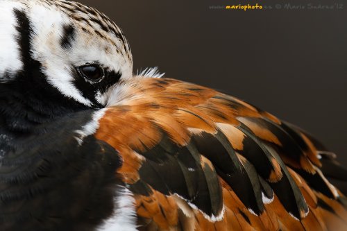 Turnstone portrait