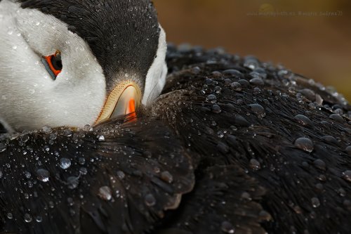 Frailecillo bajo la lluvia 