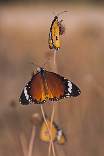 Mariposas