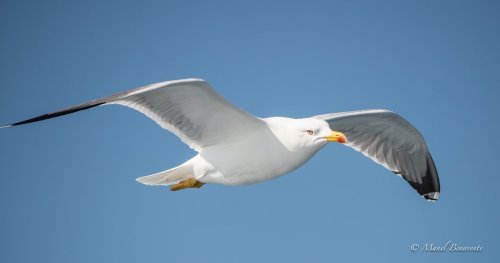 Gaviota patiamarilla