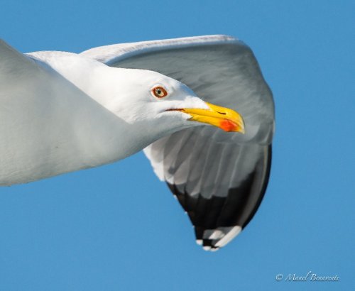 Gaviota patiamarilla