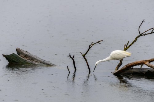 Garceta Comun - Martinet Blanc