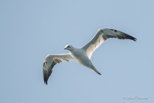 Alcatraz Atlantico - Mascarell